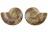 Cut & Polished, Agatized Ammonite Fossil - Madagascar #317693-1
